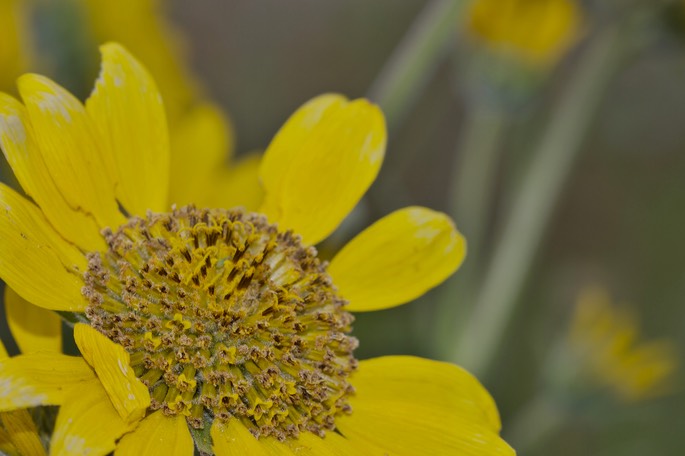 Balsamorhiza careyana4