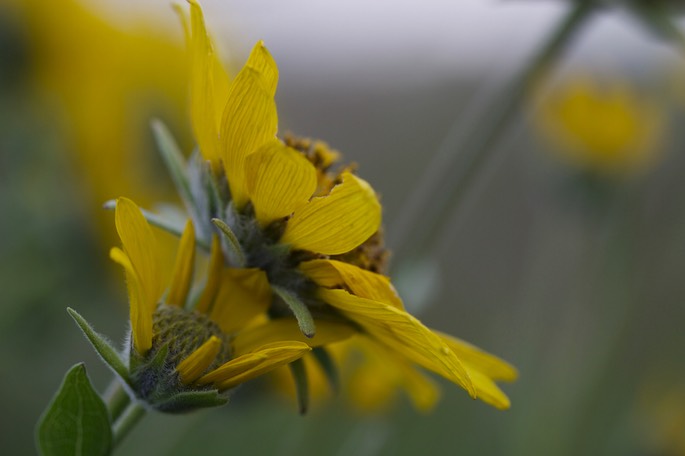 Balsamorhiza careyana5