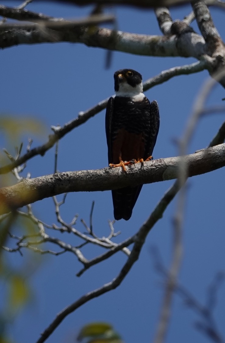 Bat Falcon, Falco rufigularis   Xpuhil, Campeche, Mexico