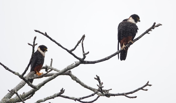 Bat Falcon, Falco rufigularis, Chicanná, Campeche, Mexico (1)