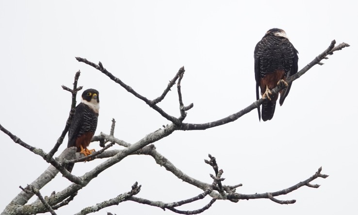Bat Falcon, Falco rufigularis, Chicanná, Campeche, Mexico