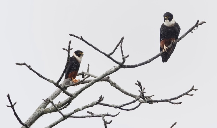 Bat Falcon, Falco rufigularis, Chicanná, Campeche, Mexico