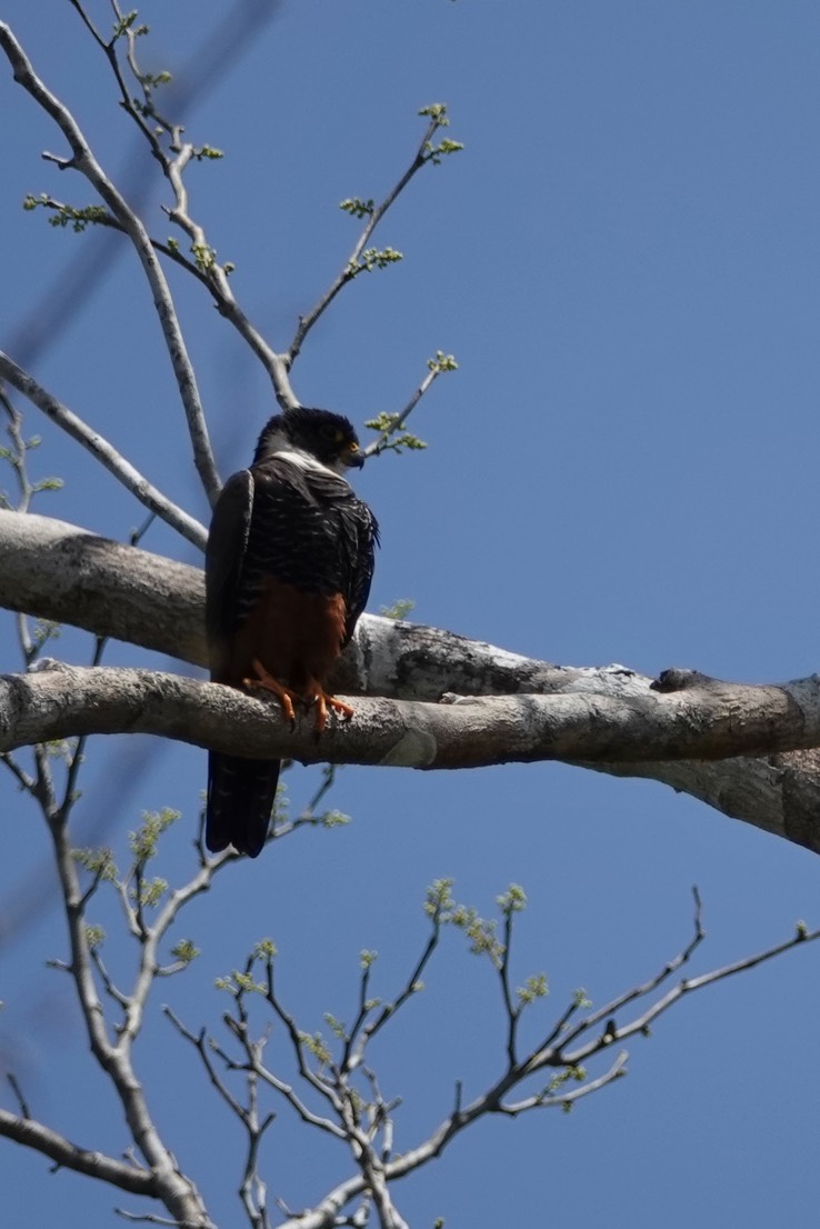Bat Falcon, Falco rufigularis   2  Xpuhil, Campeche, Mexico