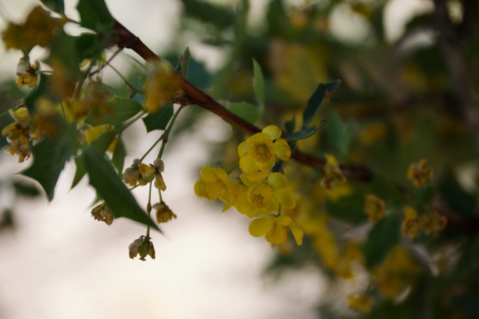 Berberis haematocarpa - Red Barberry - South of Hillsboro2