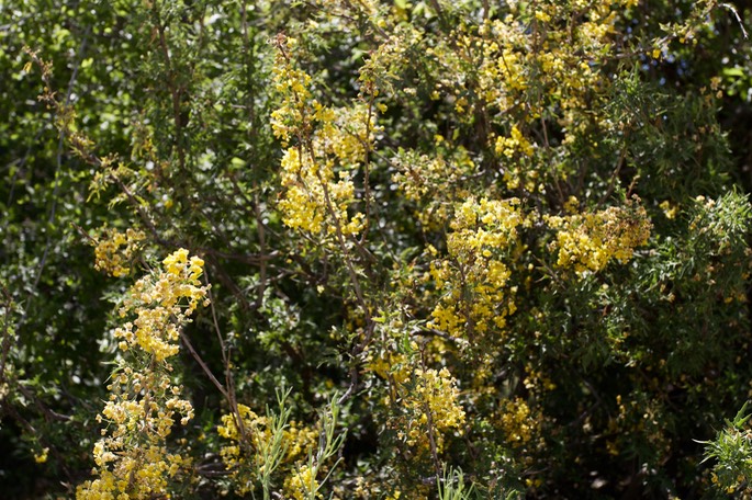 Berberis haematocarpa - Red Barberry - South of Hillsboro3