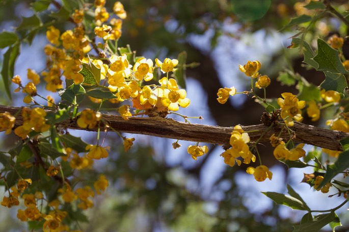 Berberis haematocarpa - Red Barberry - South of Hillsboro1