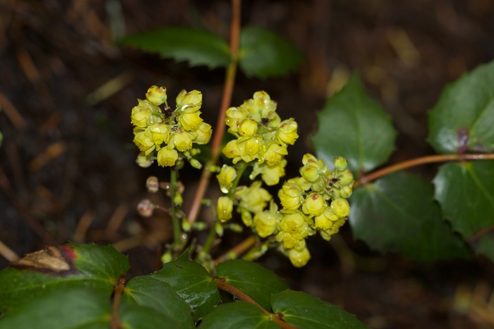 Berberis (Mahonia) aquifolium3