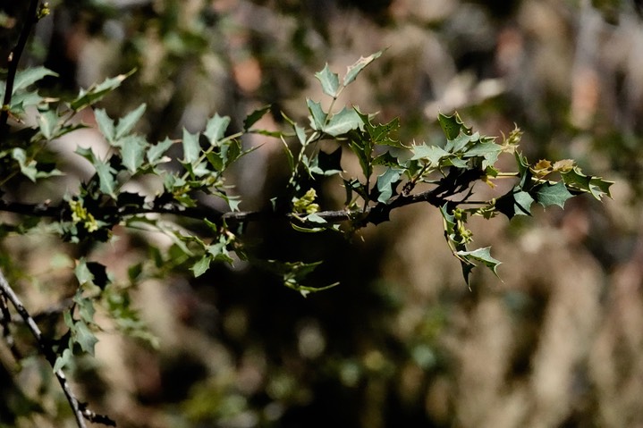  Berbes haematocarpa, Red Barberry     1