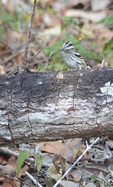 Black-and-white Warbler    1