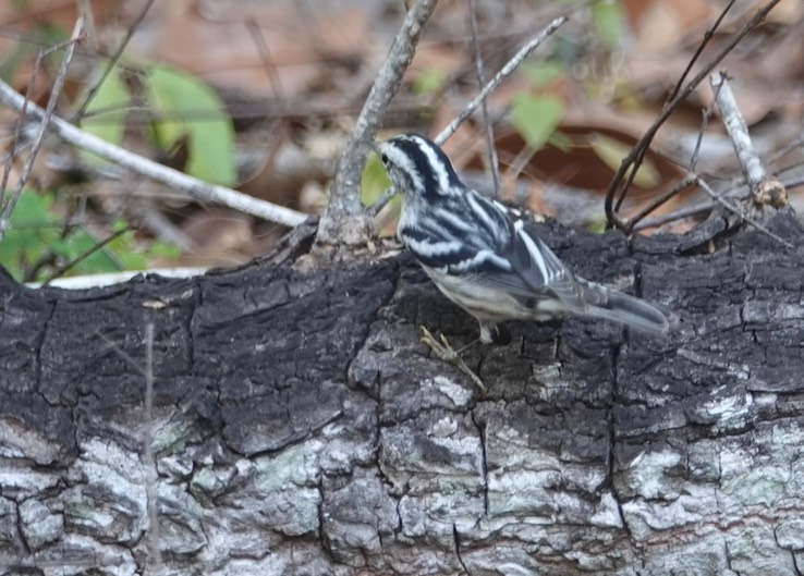 Black-and-white Warbler    2
