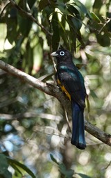 Black-headed Trogon