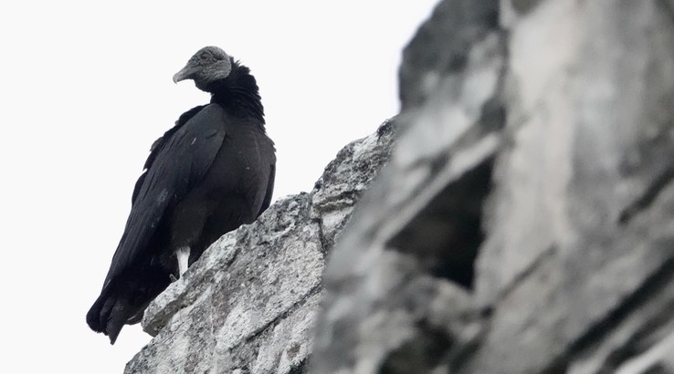Black Vulture 2 Chicanná, Campeche, Mexico
