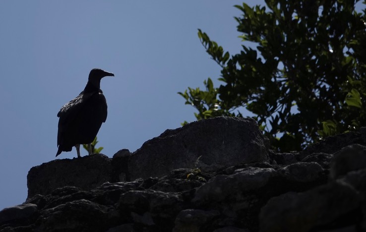    Black Vulture at Calakmul 1