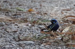Blue Bunting. Cyanocompsa parellina        1
