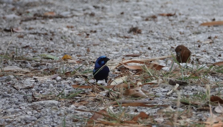 Blue Bunting. Cyanocompsa parellina        4