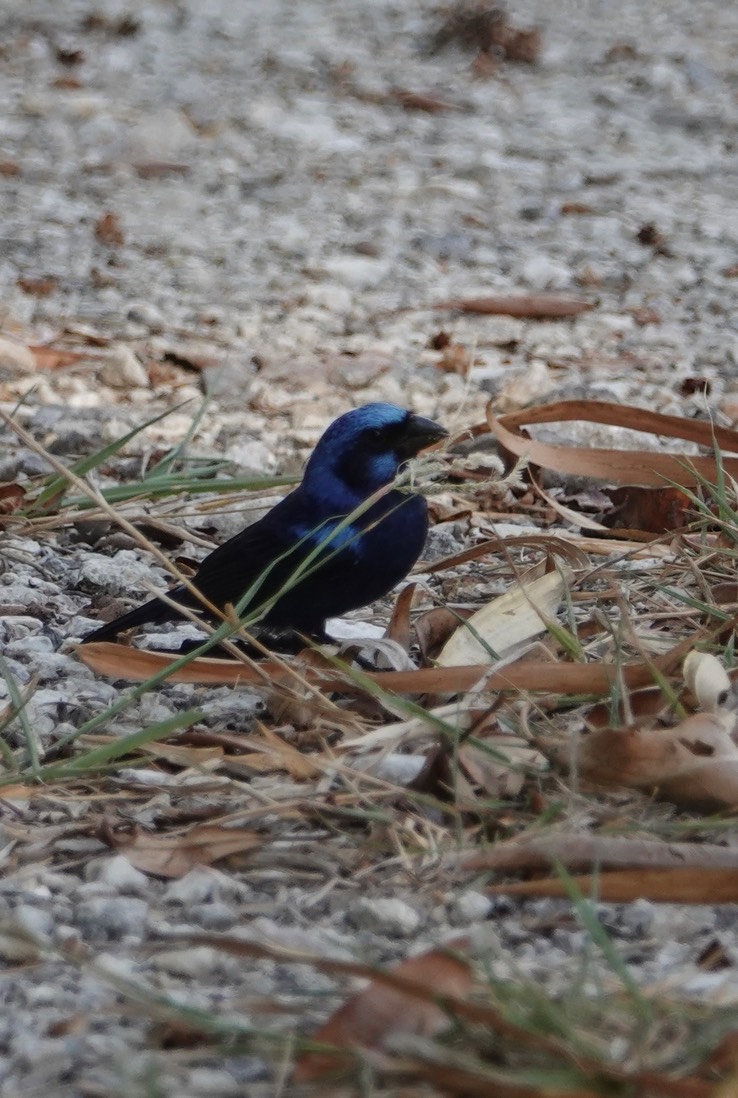 Blue Bunting. Cyanocompsa parellina        2
