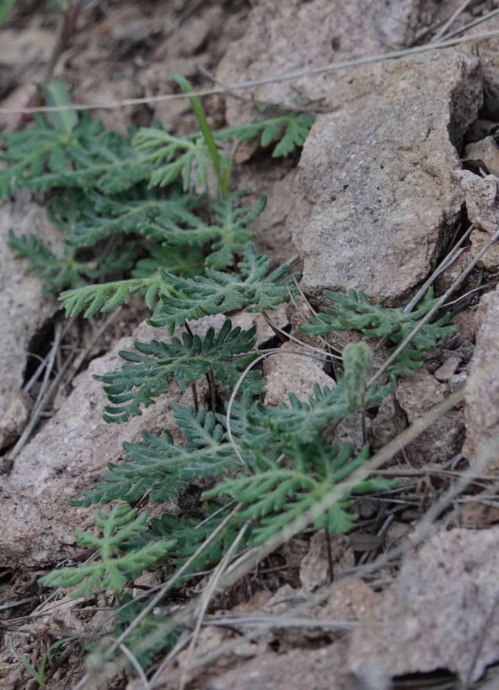 Bommeria hispida, Copper Fern2