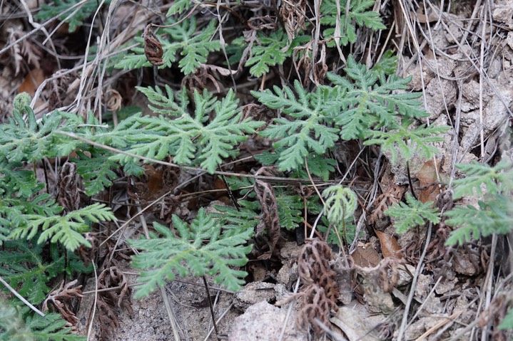 Bommeria hispida, Copper Fern3