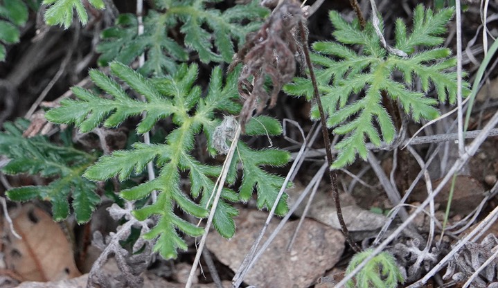 Bommeria hispida, Copper Fern