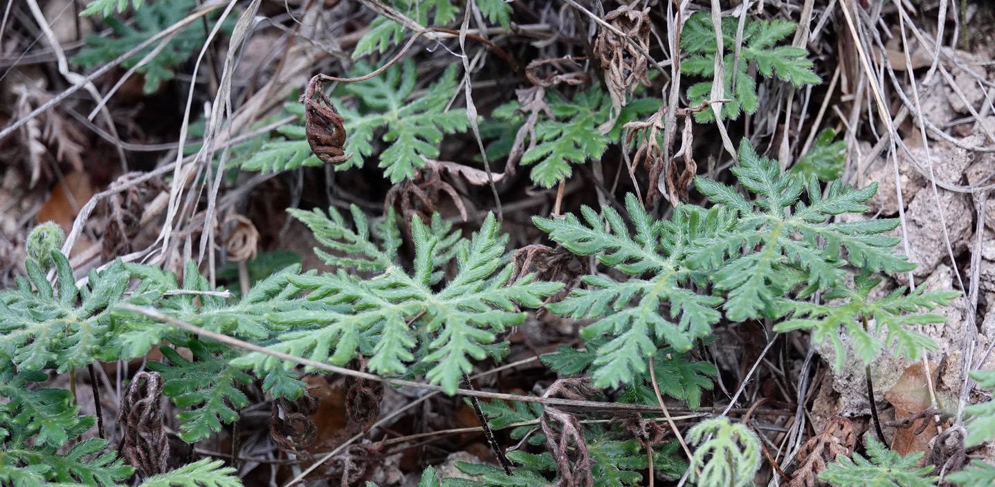 Bommeria hispida, Copper Fern5