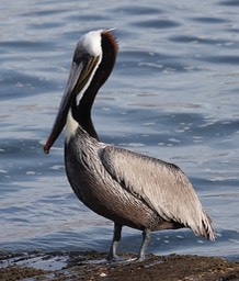 Brown Pelican, Bahia de los Angeles, Baja California