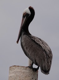 Brown Pelican, Bahia de los Angeles, Baja California