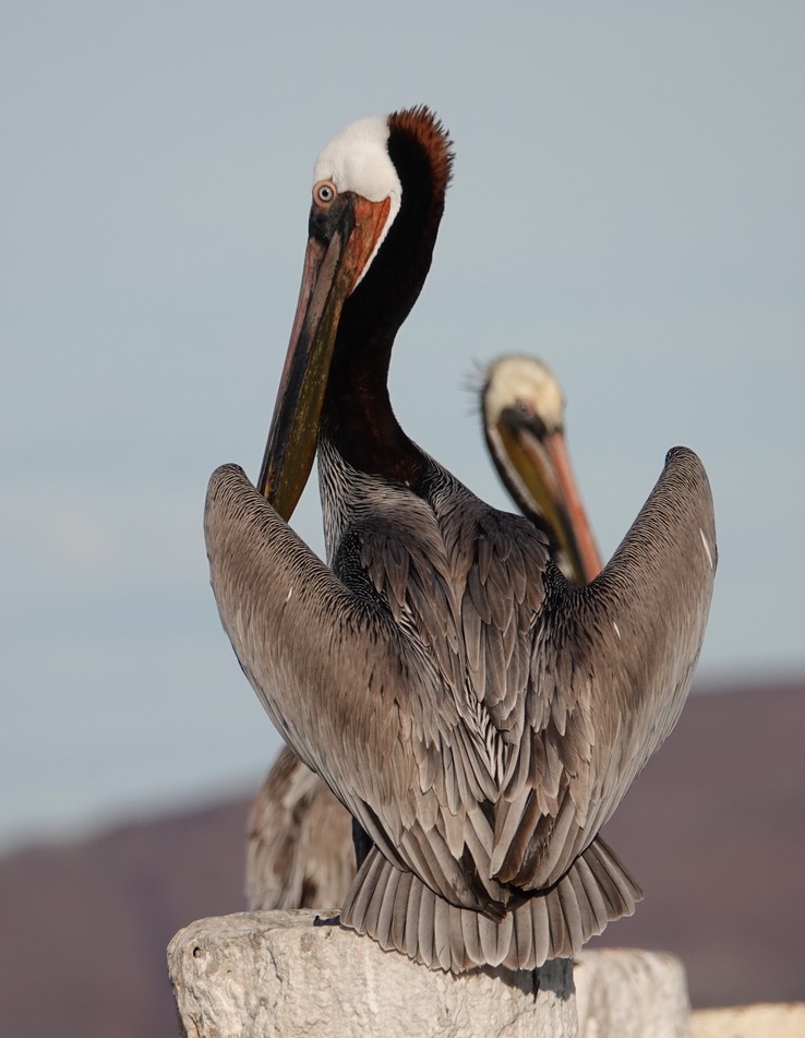 Brown Pelican, Bahia de los Angeles, Baja California (13)