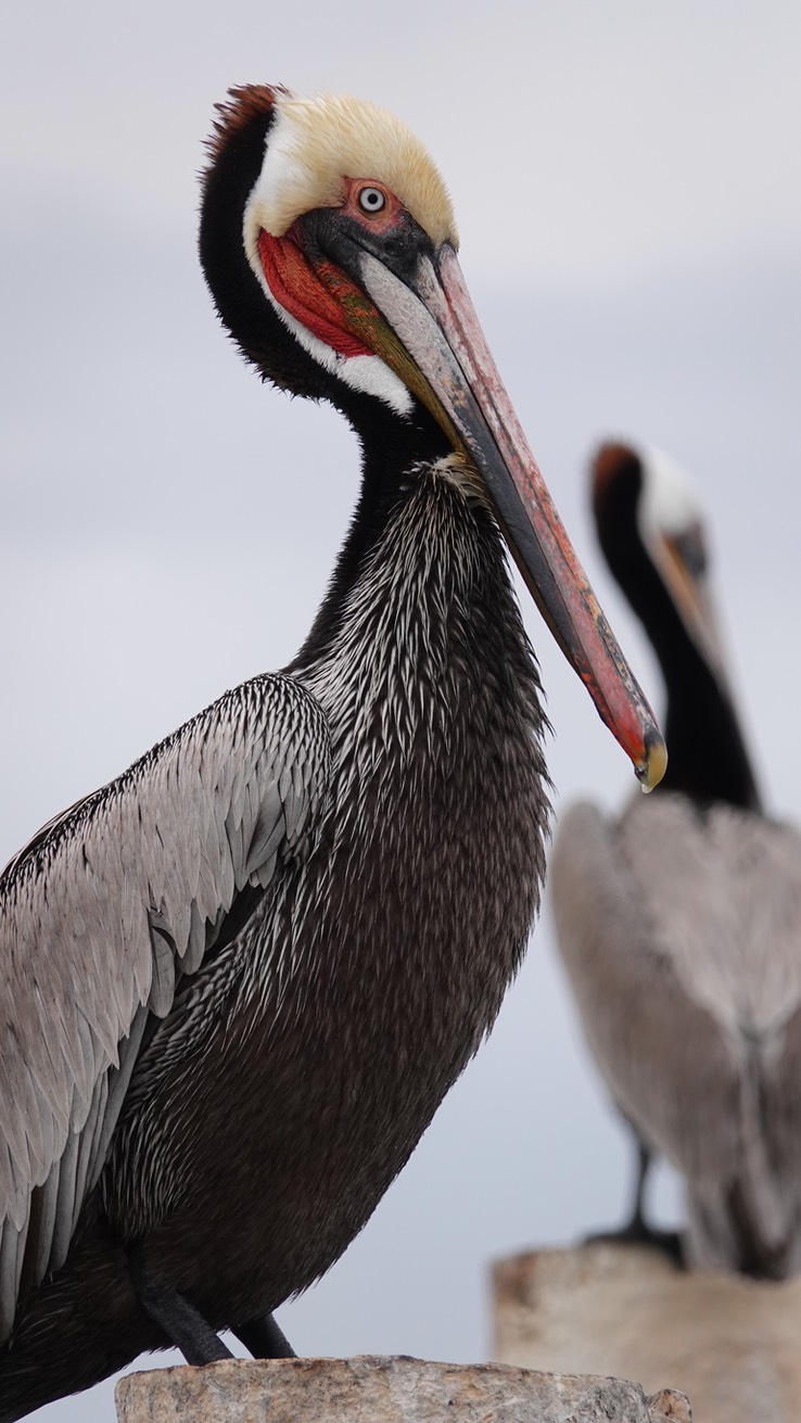 Brown Pelican, Bahia de los Angeles, Baja California (5)