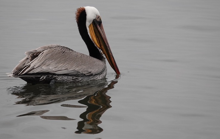 Brown Pelican, Bahia de los Angeles, Baja California (7)