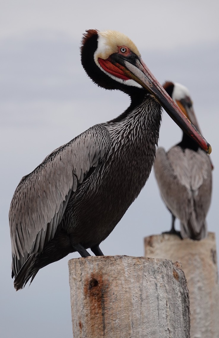 Brown Pelican, Bahia de los Angeles, Baja California (6)