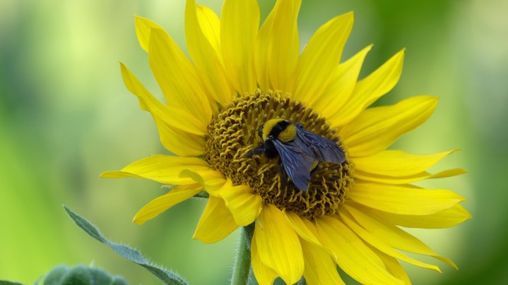 Bumble Bee, Sonoran 1