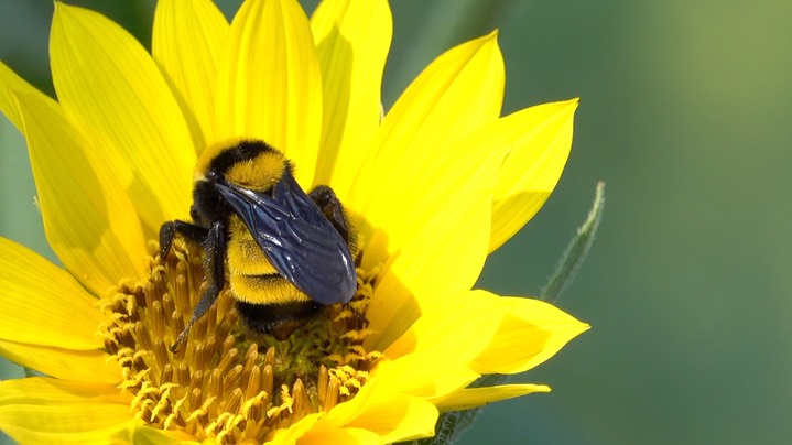 Bumble Bee, Sonoran 2