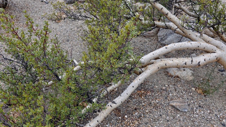 Bursera microphylla, Small-Leaf Elephant Tree, Bahia de los Angeles, Baja California (1)