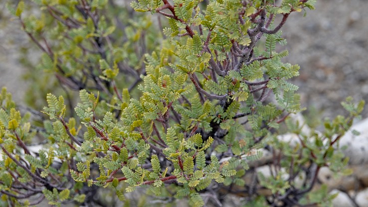 Bursera microphylla, Small-Leaf Elephant Tree, Bahia de los Angeles, Baja California (2)