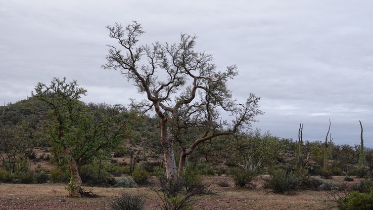 Bursera microphylla,Small-Leaf Elephant Tree -Bahia de los Angeles, Baja California 14