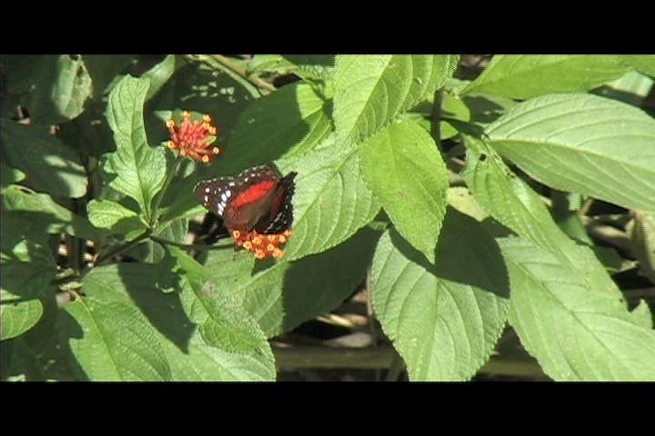 Butterfly (Peru) 3