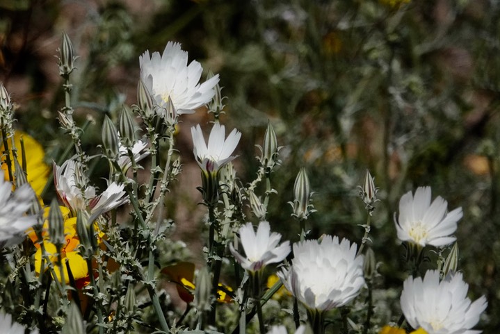 Calycoseris wrightii, White Tackstem26b