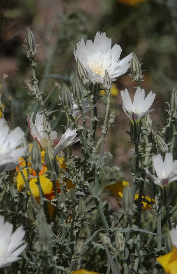 Calycoseris wrightii, White Tackstem26a