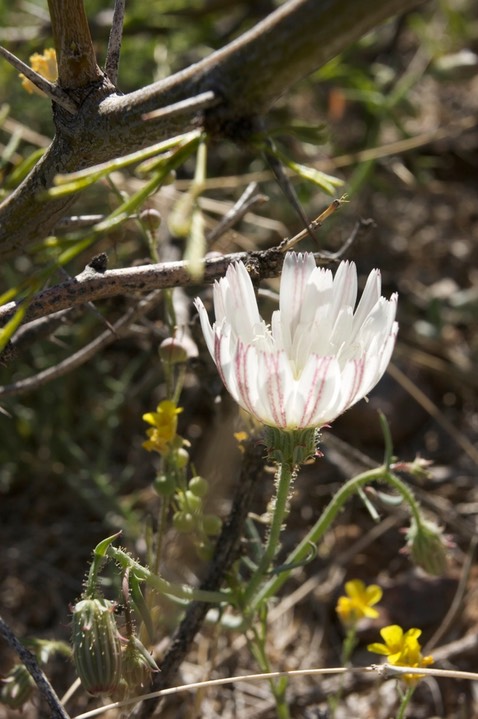 Calycoseris wrightii1