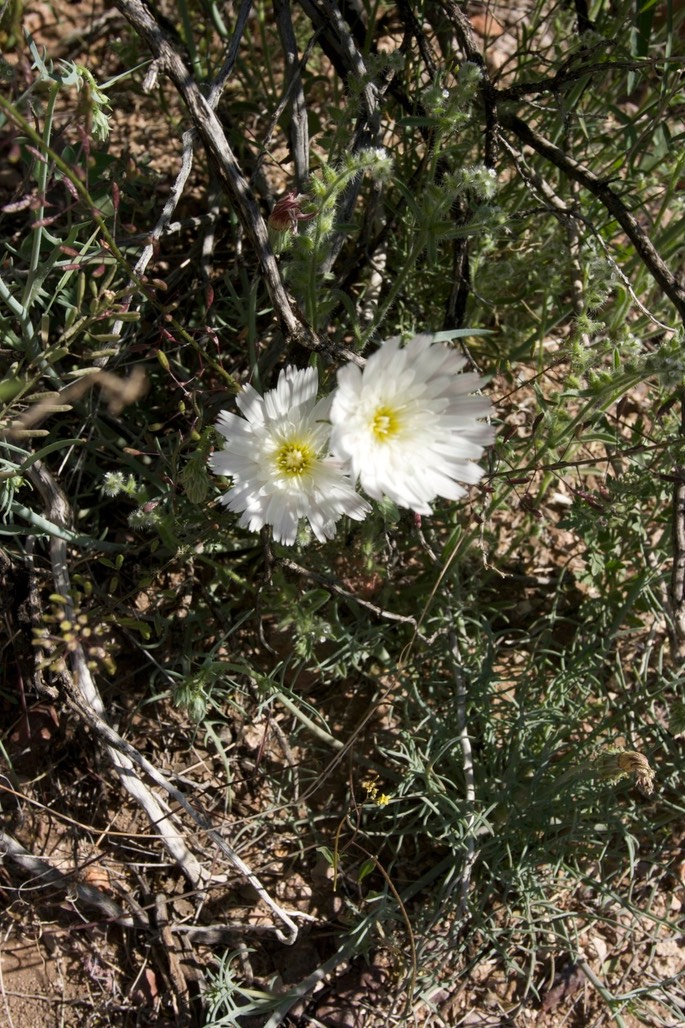 Calycoseris wrightii2