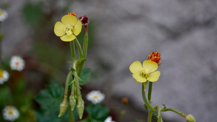 Camissonia cardiophylla, Heart-Leaf Sun Cup near Bahia Las Angeles (1)