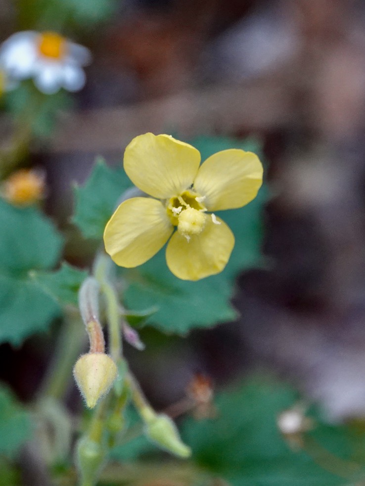 Camissonia cardiophylla, Heart-Leaf Sun Cup near Bahia Las Angeles 2