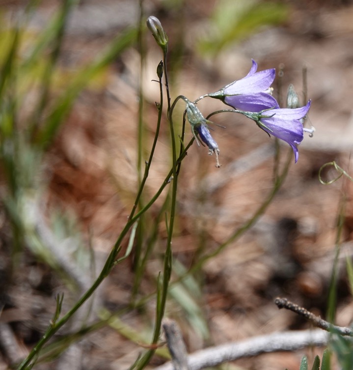 Campanula rotundifolia, Harebell