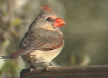 Cardinal, Northern 1