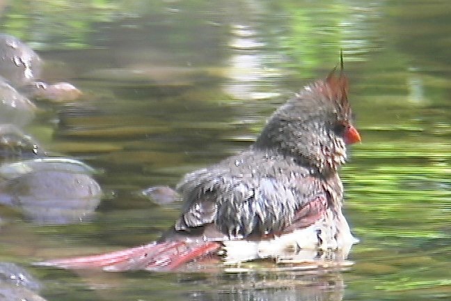 Cardinal, Northern a1