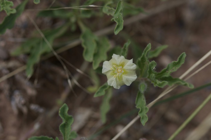 Chamaesaracha soridida, Hairy Five Eyes, possibly C. coronopus1