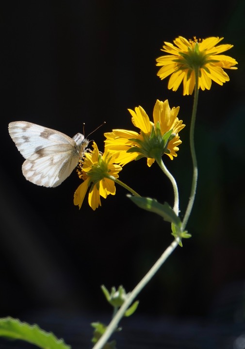 Checkered White Pontia protodice Hillsboro