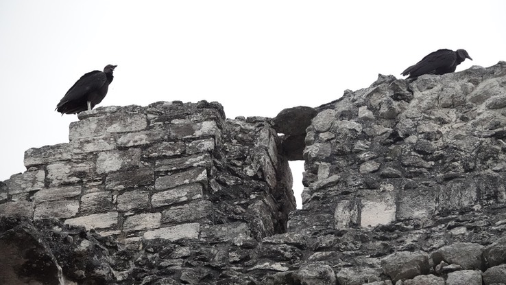 Chicanná, Campeche, Mexico Black Vulture a