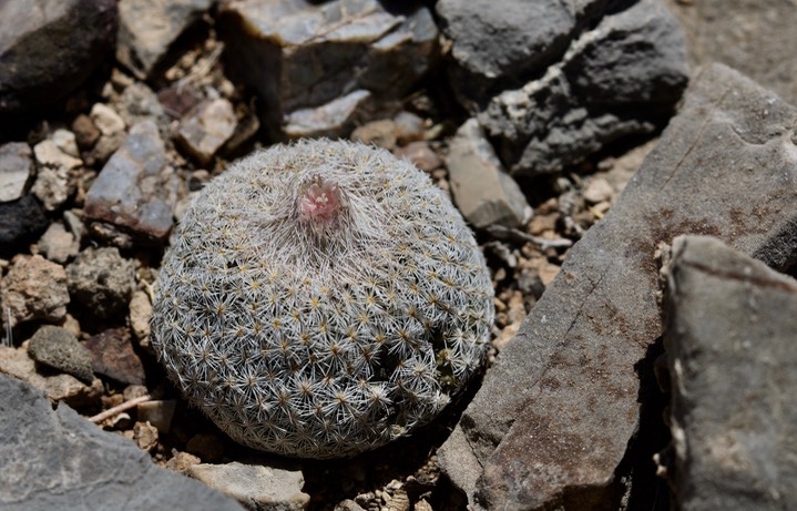 Chihuahua Pinapple Cactus - Echinomastus intertextus Apache Peak 4-14