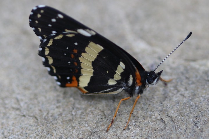 Chlosyne lacinia, Bordered Patch 1